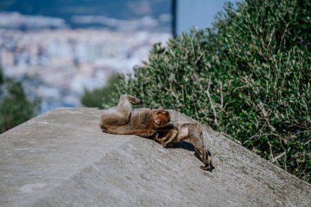 Gibraltar, Großbritannien - 24. Januar 2024 - zwei Berberaffen, die einander auf einem Felsen pflegen, im Hintergrund eine verschwommene Stadtlandschaft.