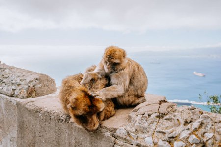 Gibraltar, Britain - January 24, 2024 -  two Barbary macaques grooming on a wall with a backdrop of the Gibraltar harbor and sea.