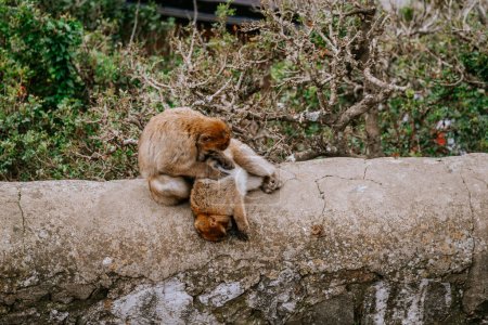 Gibraltar, Britain - January 24, 2024 - Two Barbary macaques grooming each other on a stone wall with bare branches in the background.