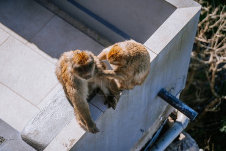 Gibraltar, Britain - January 24, 2024 - Two Barbary macaques grooming each other on a concrete structure, with one reaching out to the other's back.