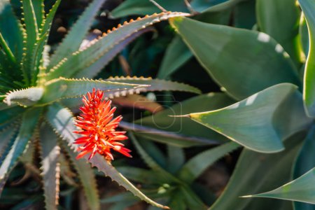 Sotogrante, Spain - January 25, 2024 -  vibrant red aloe vera flower amidst green succulent leaves with sharp edges.