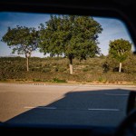 Sotogrante, Spain - January 27, 2024 - View from a car window showing two trees beside a road, hedges, and hills in the background under a blue sky.
