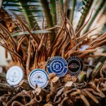 Sotogrante, Spain - January 27, 2024 - Three golf ball markers placed among the roots of a palm tree.