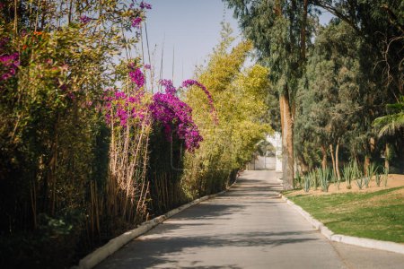 Agadir, Morocco - February 25, 2024 - A pathway lined with lush greenery and vibrant purple flowers under a clear sky.