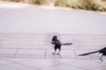 Agadir, Morocco - February 28, 2024- A magpie bird is standing on tiled pavement with another blurred in the background.