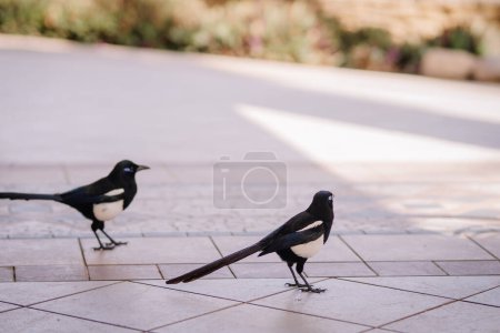 Agadir, Morocco - February 28, 2024- Two magpies are on a paved surface, one in the foreground with its head turned sideways and the other in the background with its tail feathers spread