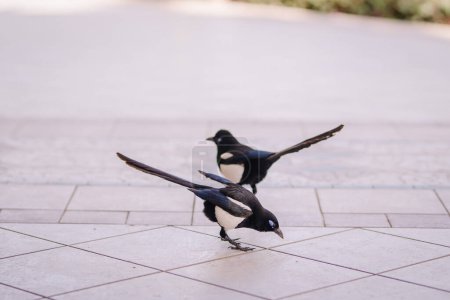 Agadir, Morocco - February 28, 2024- Two magpie birds on a tiled ground, one with its wings spread.
