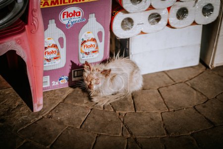 Photo for Agadir, Morocco - February 29, 2024 - A disheveled cat appears ill and sits on a paved surface near cleaning products and toilet paper. - Royalty Free Image