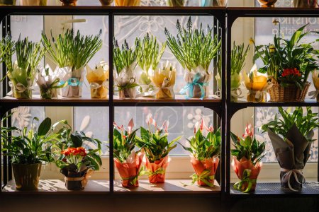 Valmiera, Latvia - March 7, 2024 - Potted plants and wrapped bouquets sit on shelves in front of a window, with sunlight casting shadows on the scene.