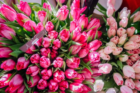 Photo for Valmiera, Latvia - March 7, 2024 - Bundles of pink tulips with varying shades from deep pink to light pink, with green leaves and stems. - Royalty Free Image