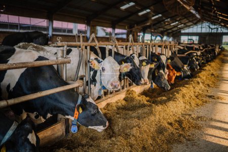 Valmiera, Latvia - August 17, 2024 - Cows feeding in a barn with hay, heads through metal barriers, with identification tags on their ears.