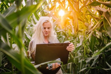 Téléchargez les photos : Valmiera, Lettonie - 17 août 2024 - Une femme aux longs cheveux blonds travaille sur un ordinateur portable dans un champ de maïs ensoleillé, avec un smartphone à la main. - en image libre de droit