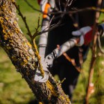 Valmiera, Latvia - April 21, 2024 - A close-up of a person using large pruning shears to trim a tree branch covered in lichen, in a garden setting.