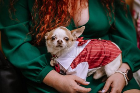 Valmiera, Lettland - 5. August 2023 - Ein kleiner Hund im Kleid wird von einer Person im grünen Outfit gehalten, wobei der Hund direkt in die Kamera schaut.