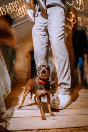 Valmiera, Latvia - August 10, 2023 - A small brown dog with a red collar stands confidently on a wooden floor, looking up, with blurred lights and people in the background.