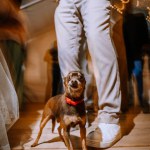Valmiera, Latvia - August 10, 2023 - A small brown dog with a red collar stands confidently on a wooden floor, looking up, with blurred lights and people in the background.