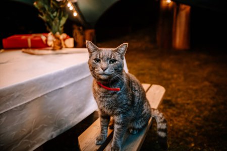Valmiera, Lettland - 10. August 2023 - Katze mit rotem Kragen sitzt auf einer Bank bei einer Veranstaltung mit Tisch im Hintergrund.