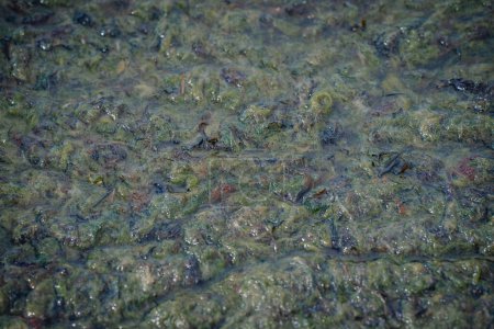 Primer plano de rocas cubiertas de algas húmedas en la orilla con granos de arena visibles y algas marinas.