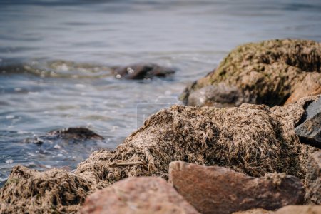 Foto de Tuja, Letonia - 14 de agosto de 2023 - Rocas cubiertas de algas marinas en el borde del agua con suaves olas en el fondo. - Imagen libre de derechos