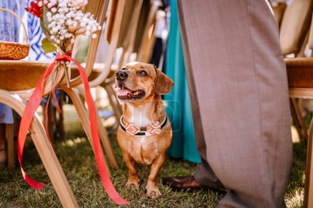 Valmiera, Latvia - August 19, 2023 - A happy dog with a decorative collar sits at a wedding venue, surrounded by chairs adorned with floral arrangements and ribbons.
