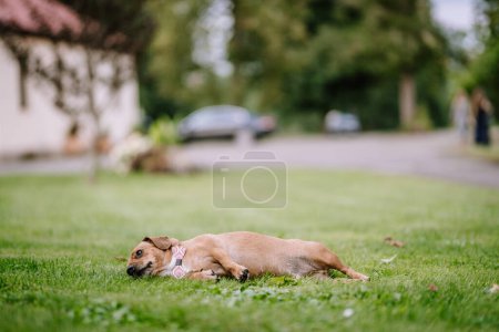 Valmiera, Letonia - 19 de agosto de 2023 - Un perro marrón tendido a su lado sobre la hierba, con árboles y un sendero al fondo.