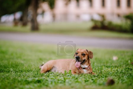 Valmiera, Lettland - 19. August 2023 - Ein brauner Hund liegt auf grünem Gras in einem Park, die Zunge ausgestreckt, sieht entspannt und glücklich aus.