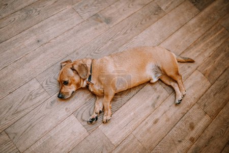Valmiera, Lettonie - 19 août 2023 - Un chien brun couché sur un plancher de bois, calme et détendu.