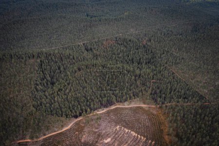 Aerial view of a burnt forest, showing the consequences of a wildfire with charred trees and scorched earth.