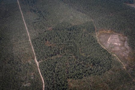 Luftaufnahme eines verbrannten Waldes, der die Folgen eines Flächenbrandes mit verkohlten Bäumen und verbrannter Erde zeigt.