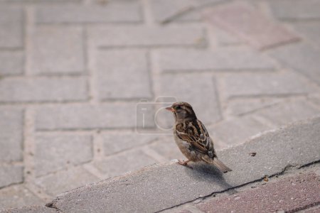 Kleiner Vogel auf einem Bordstein mit gepflastertem Hintergrund.