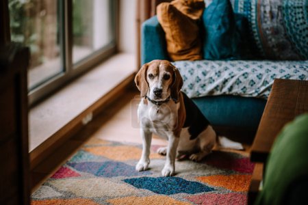 Riga, Lettland, - 26. August 2024 - Beagle sitzt auf einem bunten Teppich in einem gemütlichen Zimmer mit Fensterblick.