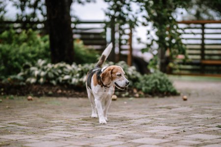 Riga, Latvia, - August 26, 2024 - Beagle dog walking on a paved garden path surrounded by greenery.