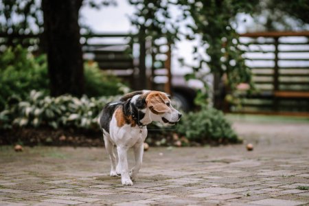 Riga, Latvia, - August 26, 2024 - Beagle dog walking on a paved garden path surrounded by greenery.