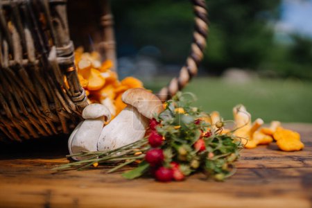 Un panier en osier avec des champignons et des fraises sauvages sur une table en bois. Les champignons Chanterelle se déversent du panier dans un cadre extérieur.