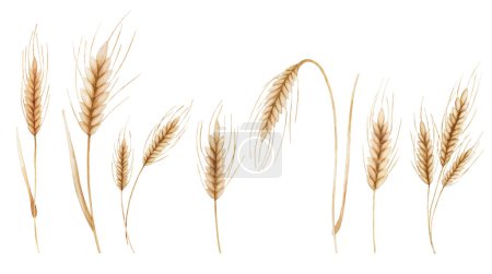 Foto de Conjunto de espiguillas de trigo. Ilustración digital en acuarela. Símbolo de brea - Imagen libre de derechos