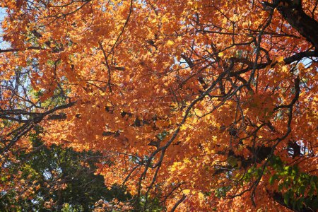 Foto de Hojas de otoño, temporada de otoño en Missouri - Imagen libre de derechos
