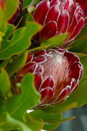 Téléchargez les photos : Magnifique plan botanique, naturel - en image libre de droit
