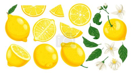 Illustration for Cartoon yellow lemon. Fresh citrus slices and leaves and blossom. Lemonade fruit cartoon isolated vector illustration set. Whole, half and piece of lemon, tasty juicy and organic product - Royalty Free Image