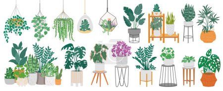 Illustration for Indoor plants with decorative greenhouse elements. Green plants standing in pots on shelves, hanging in planter, macrame at cozy interior isolated on white background. Vector set. Potted succulents - Royalty Free Image