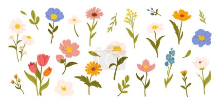 Illustration for Spring flowers. Cartoon wildflowers chamomile, tulip and forget-me-not, cornflower and sage with leaves, floral botanical elements. Blossom of garden flower vector set. Romantic blooming bouquet - Royalty Free Image