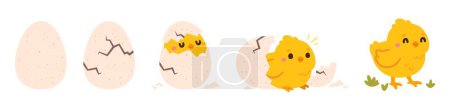 Illustration for Chicken hatching. Easter cute chick hatched, cracked shell egg. Newborn bird from egg step-by-step process. Domestic hens baby in nest. Farm birds. Vector concept. Happy little character - Royalty Free Image