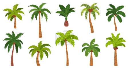 Illustration for Palm trees. Cartoon tropical tree with different exotic green leaves, trunk and fruits. Nature jungle plants. Hawaii coconut and island banana tree. Rainforest elements. Vector set. Resort nature - Royalty Free Image