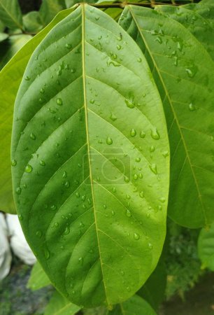 Téléchargez les photos : Rambutan leaves wet with raindrops - en image libre de droit
