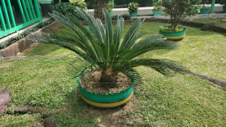 Photo for Large cycads palm ornamental plant, Cycas revoluta - Royalty Free Image