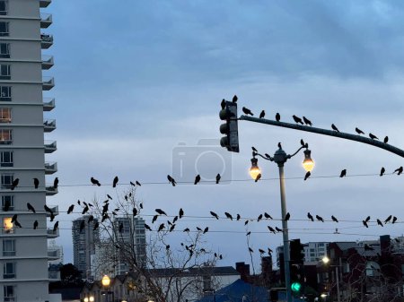 Vögel sammeln sich in der Abenddämmerung an Stromleitungen und Straßenlaternen, neben einem städtischen Wohnhaus