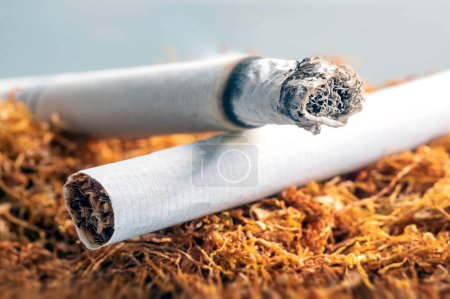 Téléchargez les photos : Cigarette on the tobacco cropped. Smoking cessation is the process of discontinuing the practice of inhaling a smoked substance. Smoking cessation can be achieved with or without assistance. - en image libre de droit