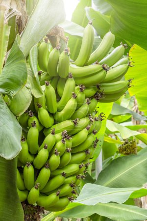Téléchargez les photos : Green color bananas on the branch of the tree. Balbisiana, acuminata, musa or paradisiaca. - en image libre de droit