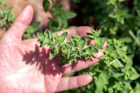 Photo for Woman is holding some fresh thyme in the garden. Thyme is the herb of some members of the genus Thymus of aromatic perennial evergreen herbs in the mint family Lamiaceae. Vulgaris and origanum. - Royalty Free Image