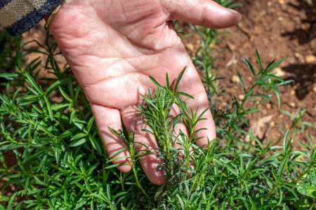 Photo for Woman is holding some fresh thyme in the garden. Thyme is the herb of some members of the genus Thymus of aromatic perennial evergreen herbs in the mint family Lamiaceae. Vulgaris and origanum. - Royalty Free Image