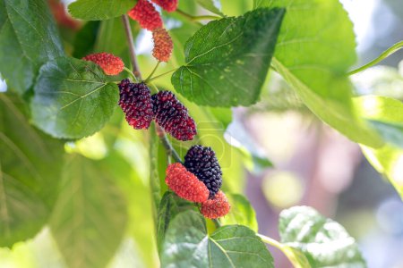Mulberries on the branch. Morus, a genus of flowering plants in the family Moraceae, consists of diverse species of deciduous trees commonly known as mulberries, growing wild and under cultivation.